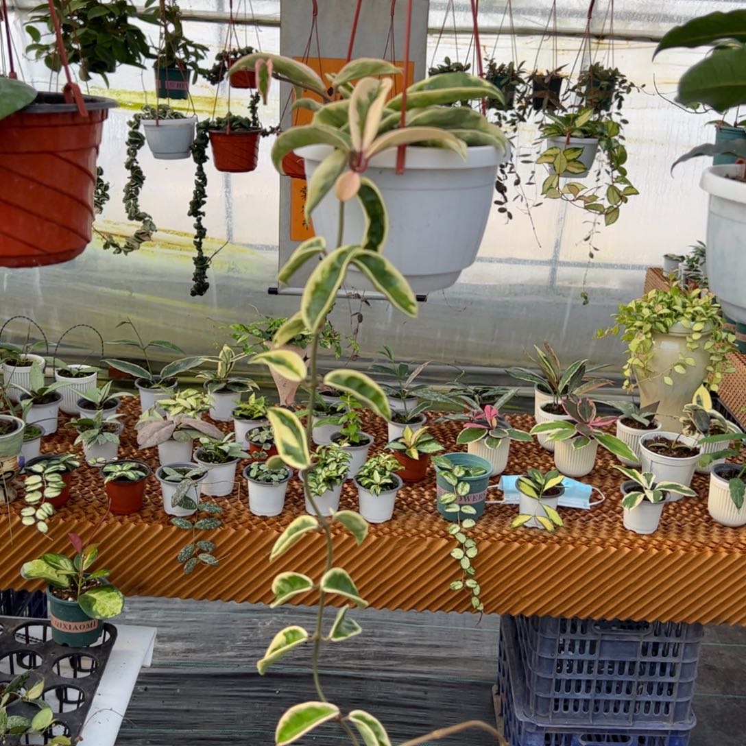 偶***呆无花朵克林克外锦