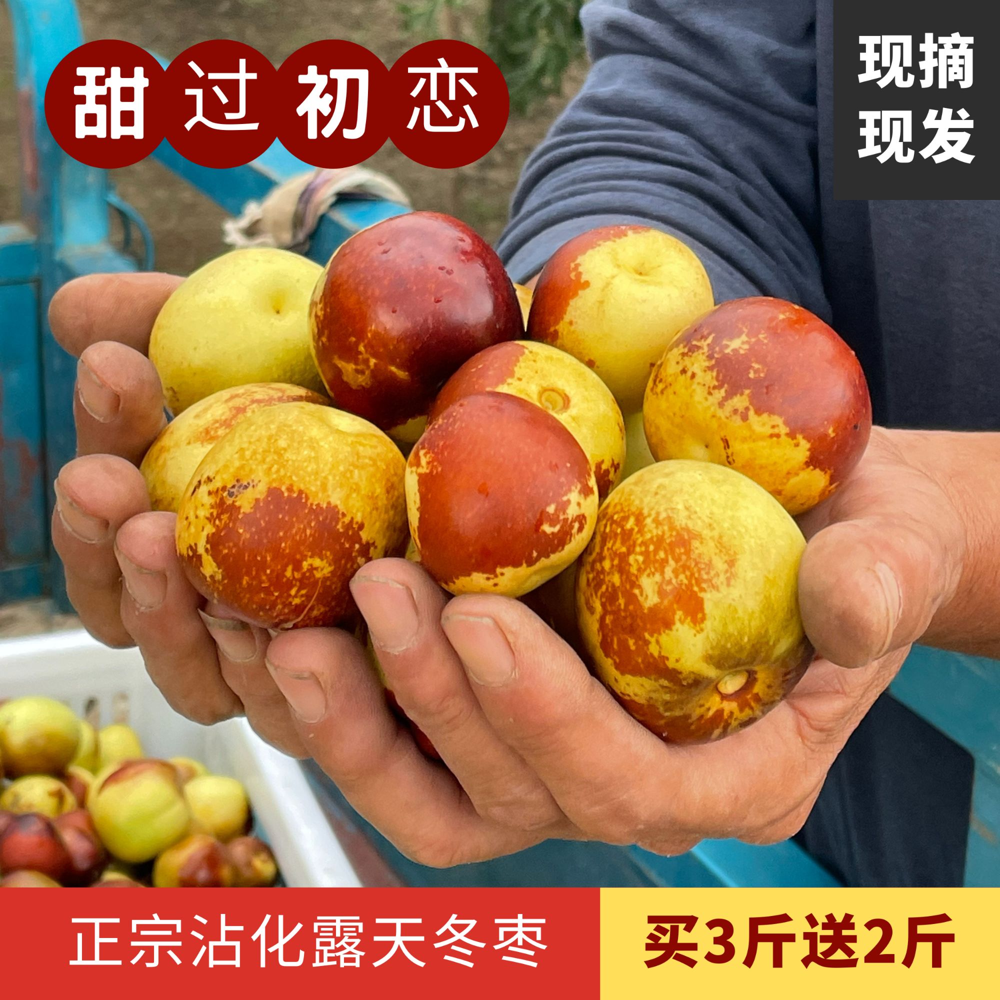 【沾化冬枣甄选】露天通货冰糖冬枣脆甜可口包邮到家
