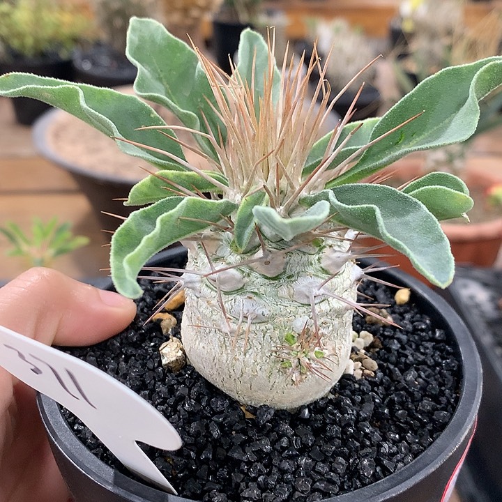 371光堂4.2公分哈哈哈哈哈