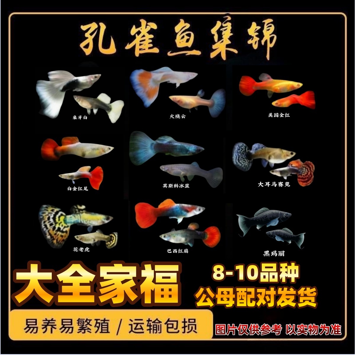 【全家福】纯种孔雀鱼黑玛丽混搭热带鱼好养好繁殖