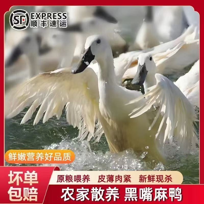【皮厨大叔】正宗农家散养2年以上双黑麻鸭营养高新鲜宰杀带头掌翅