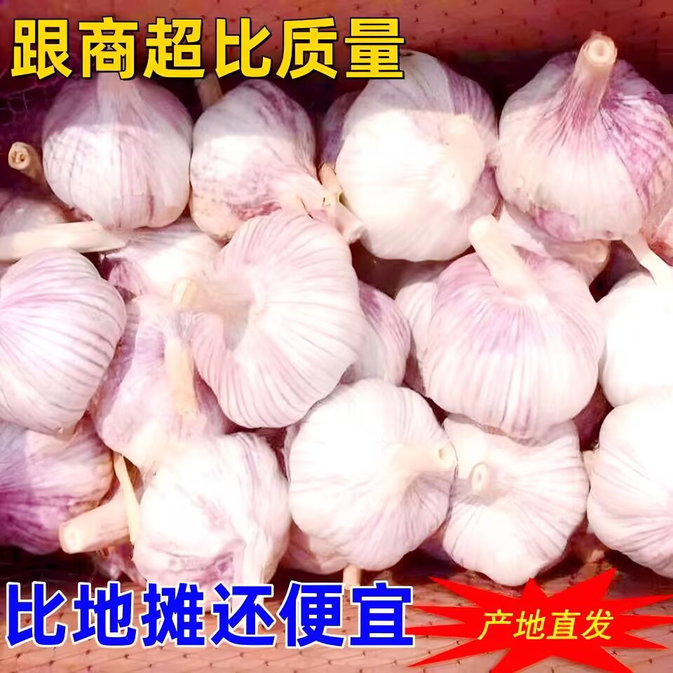 《高品质农家新干蒜》河南杞县紫白皮农家自种大蒜产地直发整箱批发
