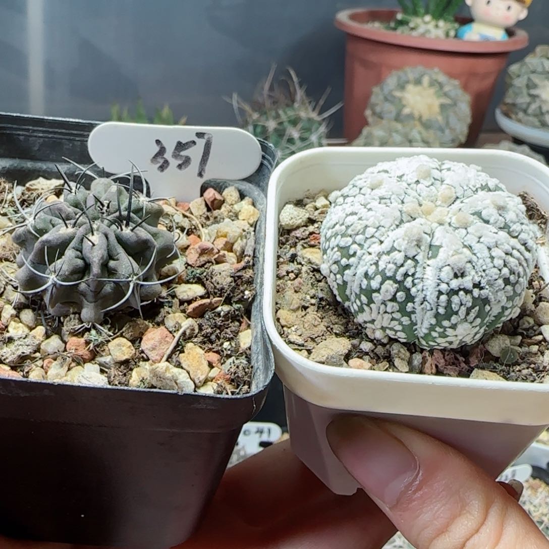 实生花园兜➕实生欧系素装玉多肉