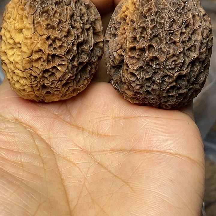 文玩核桃把件云南铁核桃45