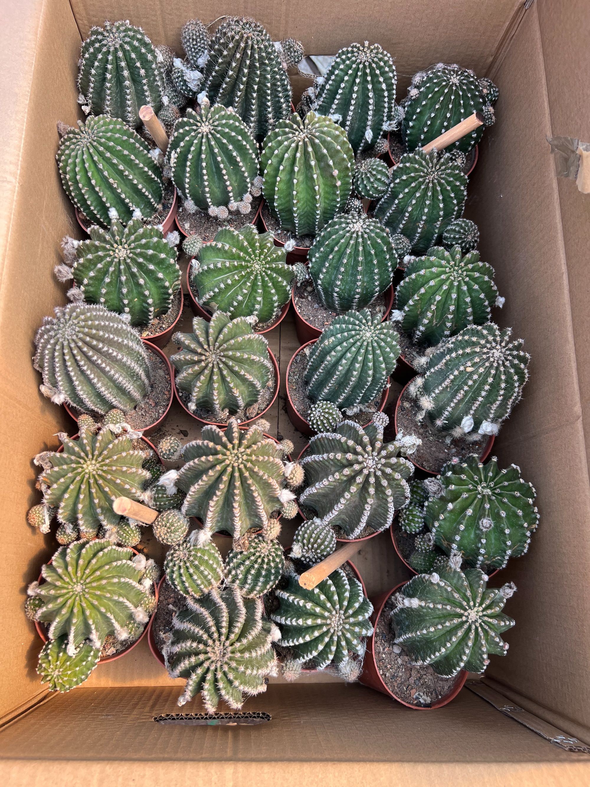 二妹园艺【3棵 黑金刚 实生根】好花色仙人球满18包邮随机发