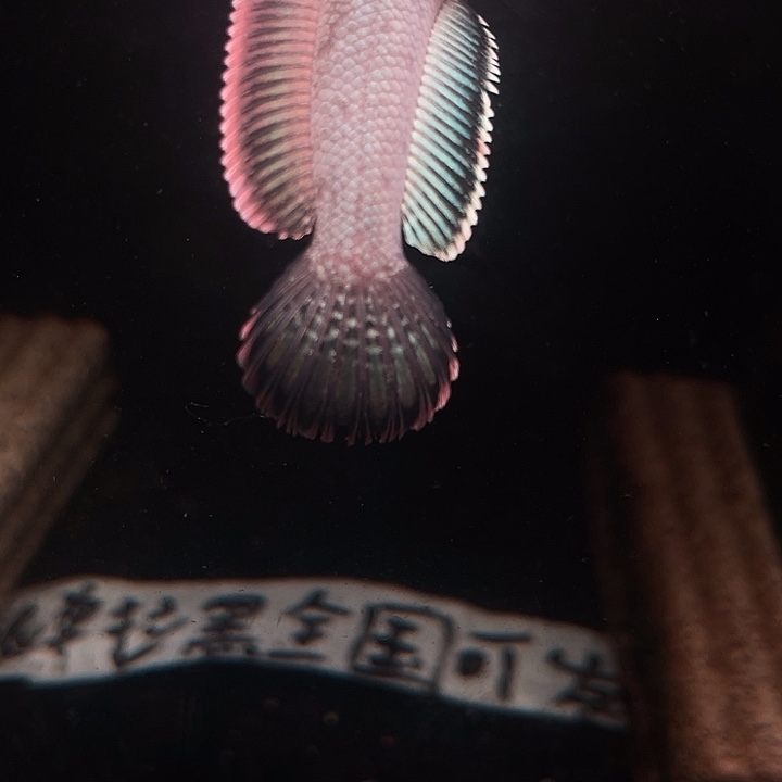 海水鱼火背雷龙10左右
