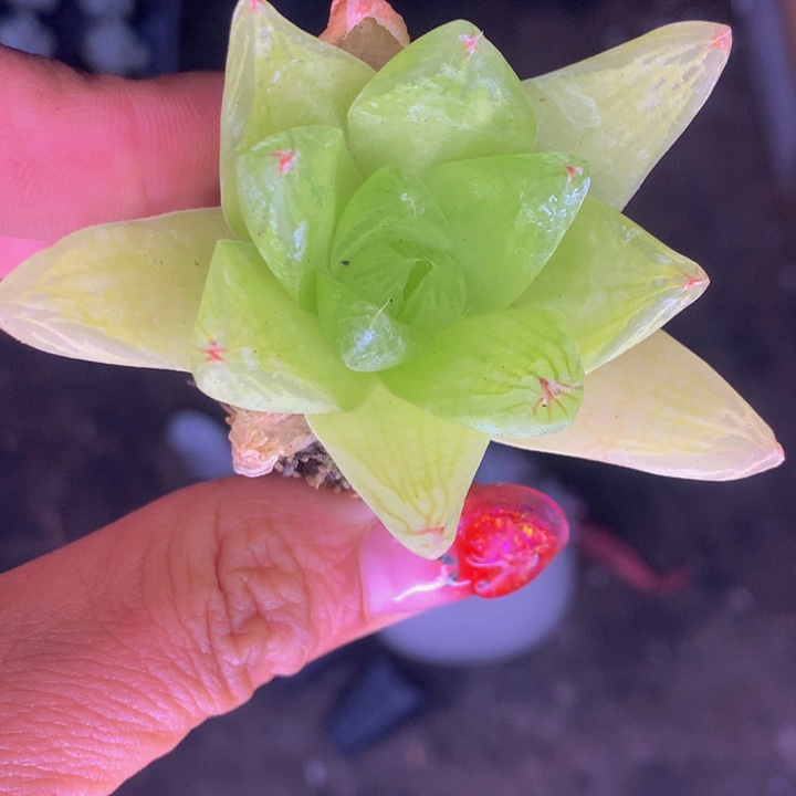 黄金菊  拍3发4  拍5发7颗
