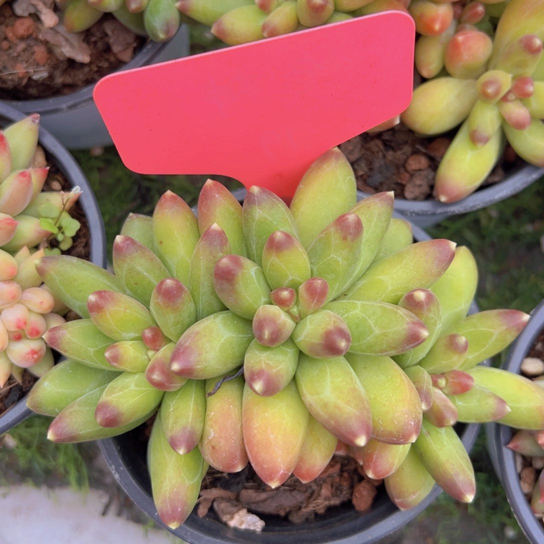 香玉的故事是一个人的故事