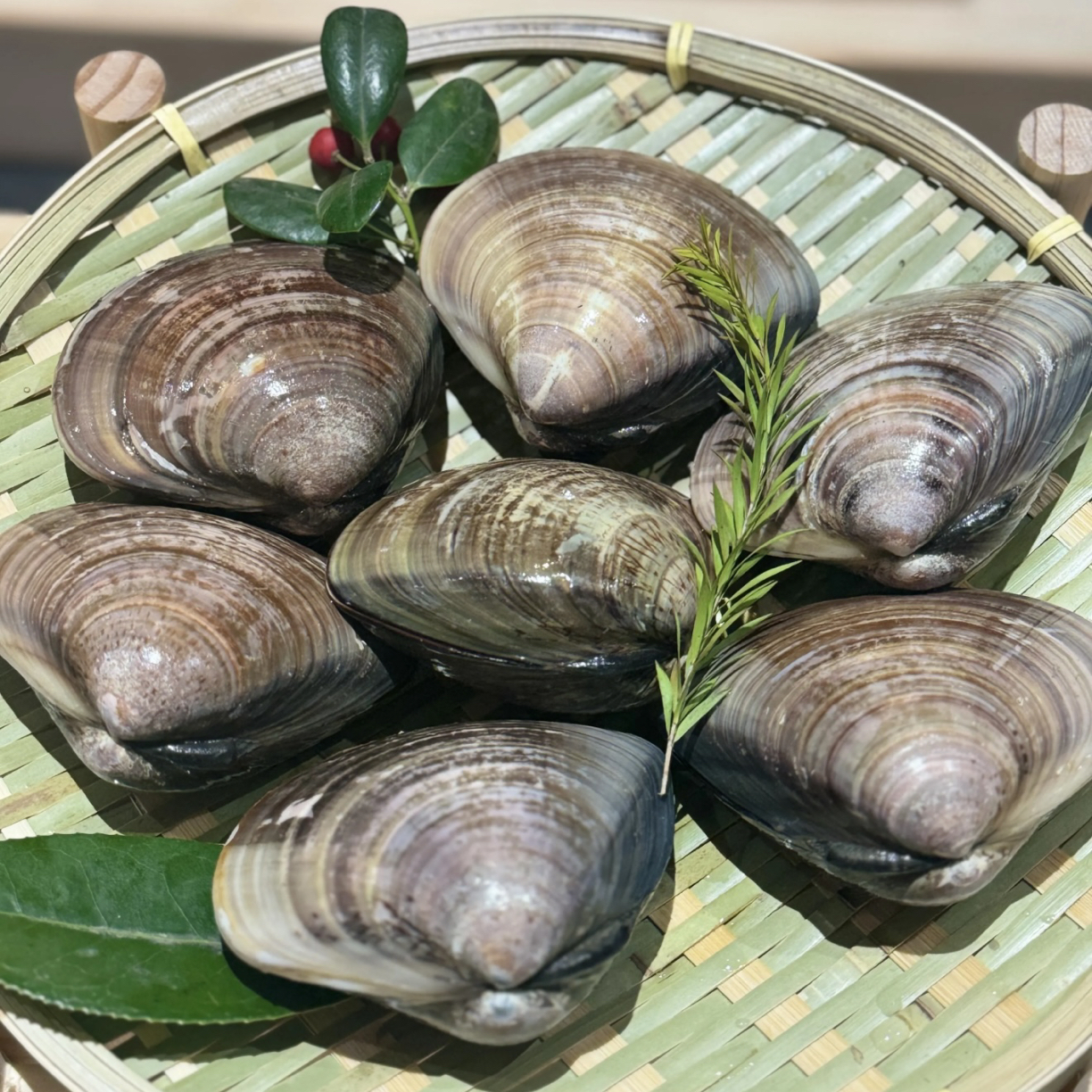 鲜活 文蛤蜊500g