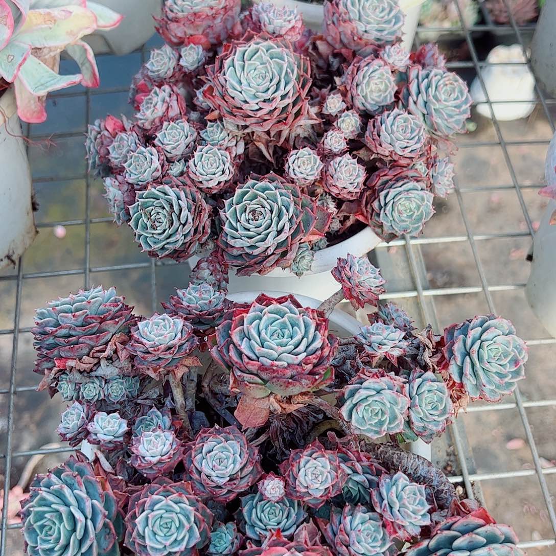 海滨格瑞带盆土精品特价