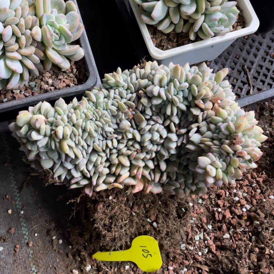 星影缀化有侧切瑕疵介意勿拍105