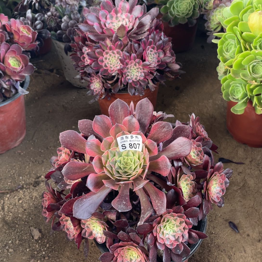 807祝融多肉法师断枝不包