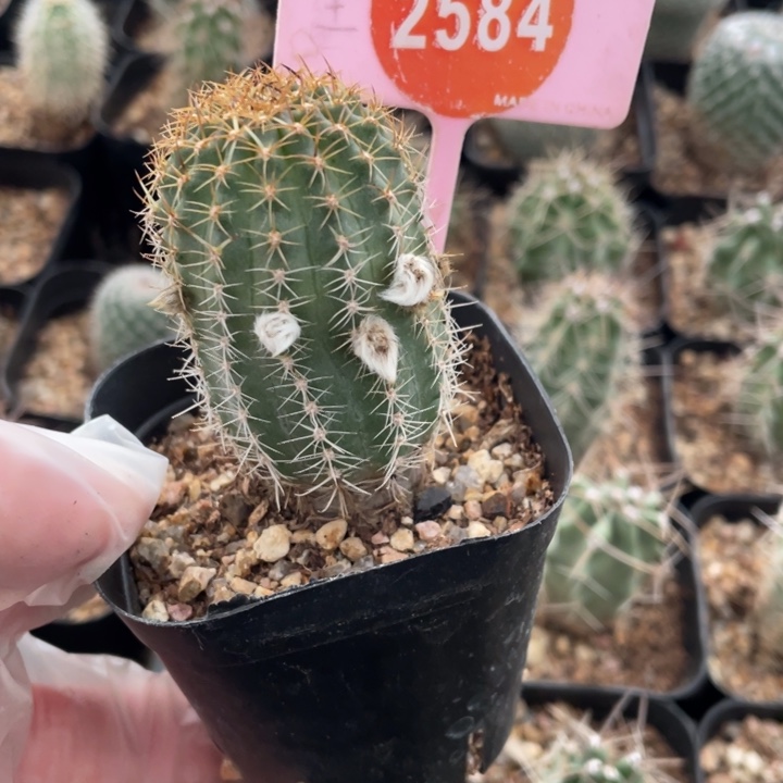 波***糖实生明石2584000000