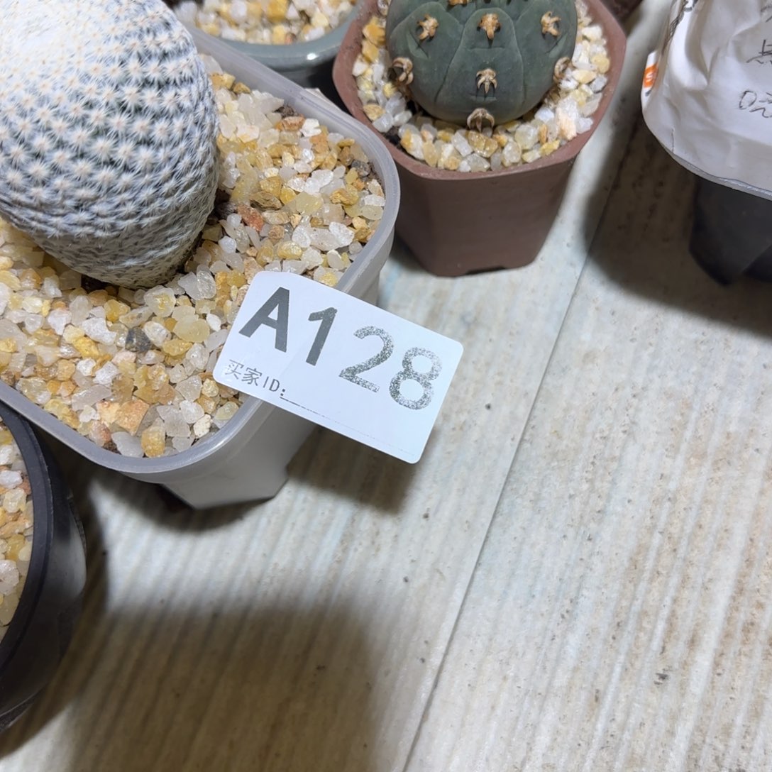 爱***肉实生仙人球特价一颗