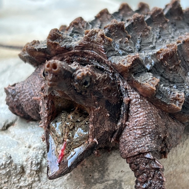 直播专挑链接一对一对版发货大 鳄 苗包邮 原产地 钓鱼龟