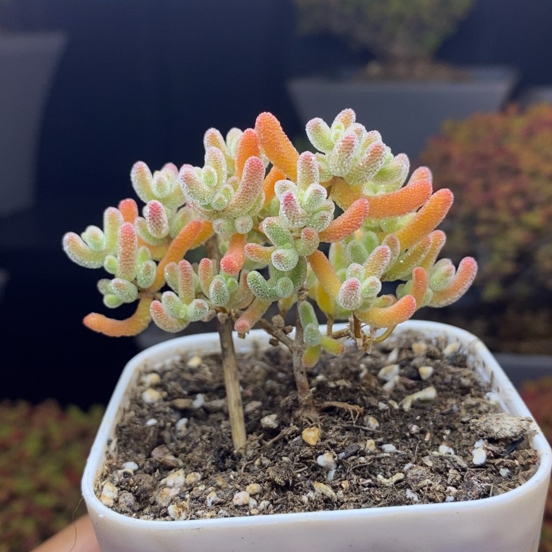 无花朵63号优选冰橙