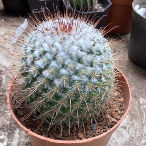 风鸣丸仙人球12米