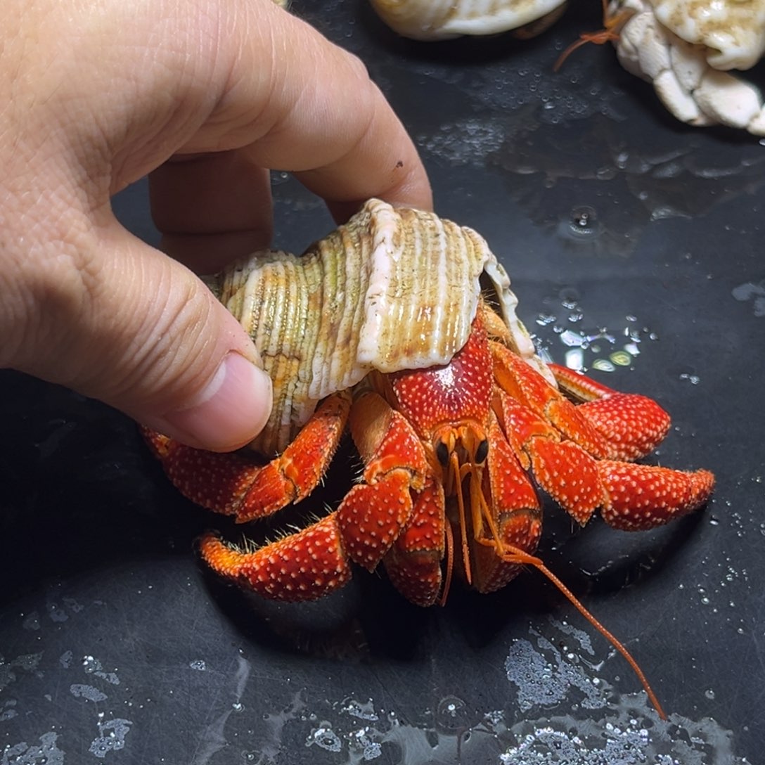 闪21号毛球3.5口径