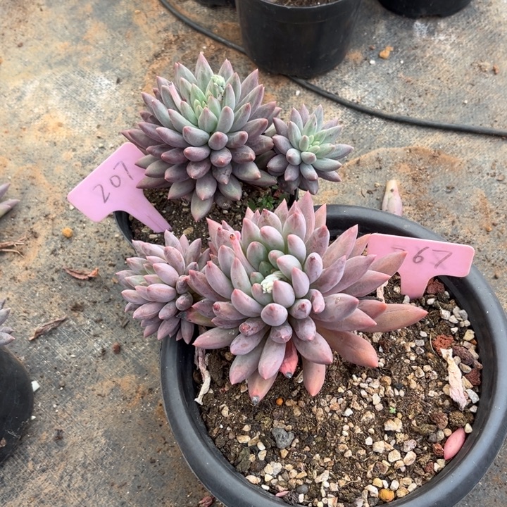 浮***生红蜻蜓多肉植物207 267