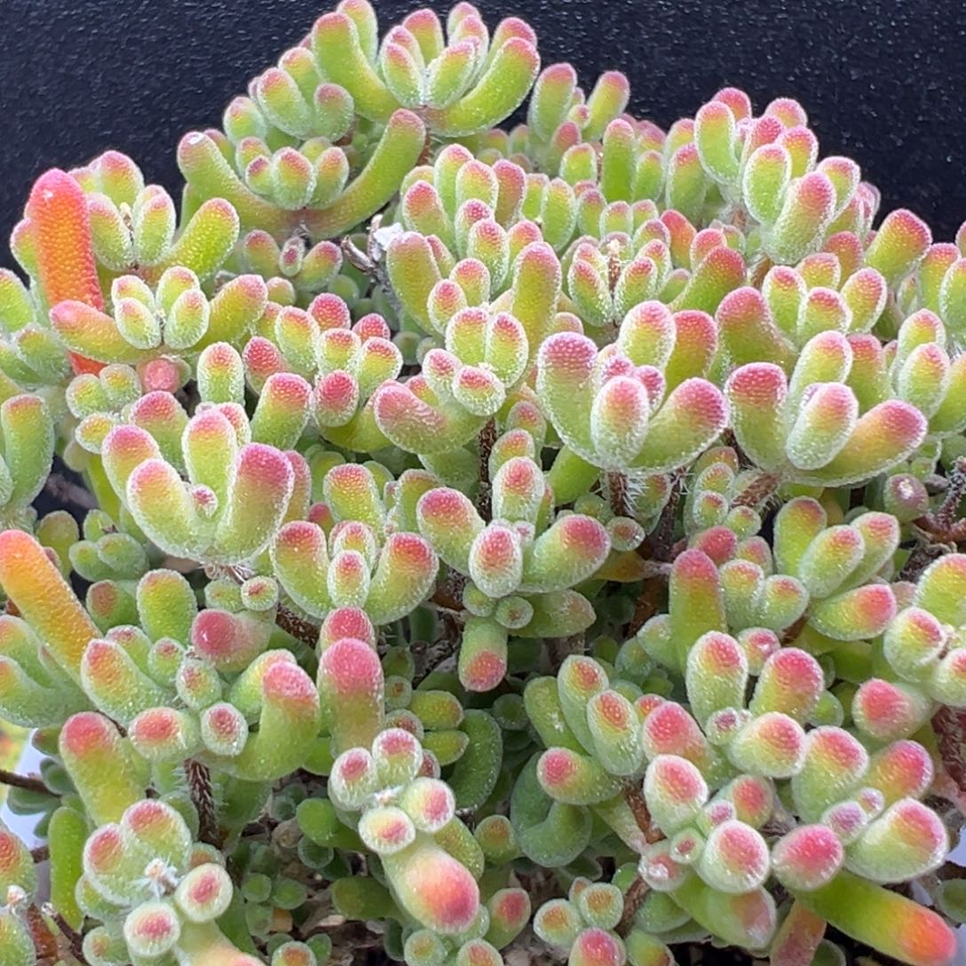 u947大老桩小星星冠幅9cm