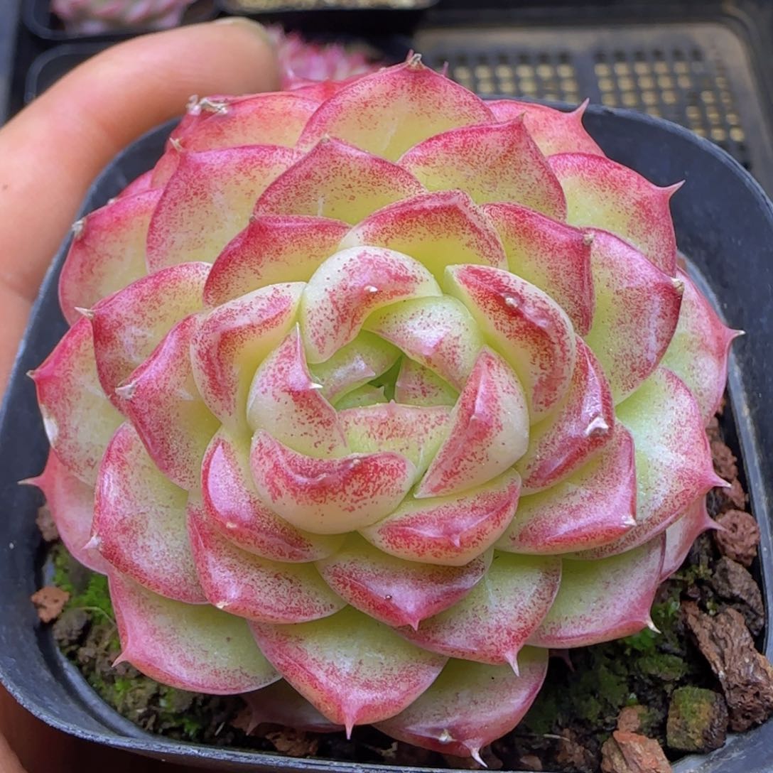 全场满28包邮一物一拍