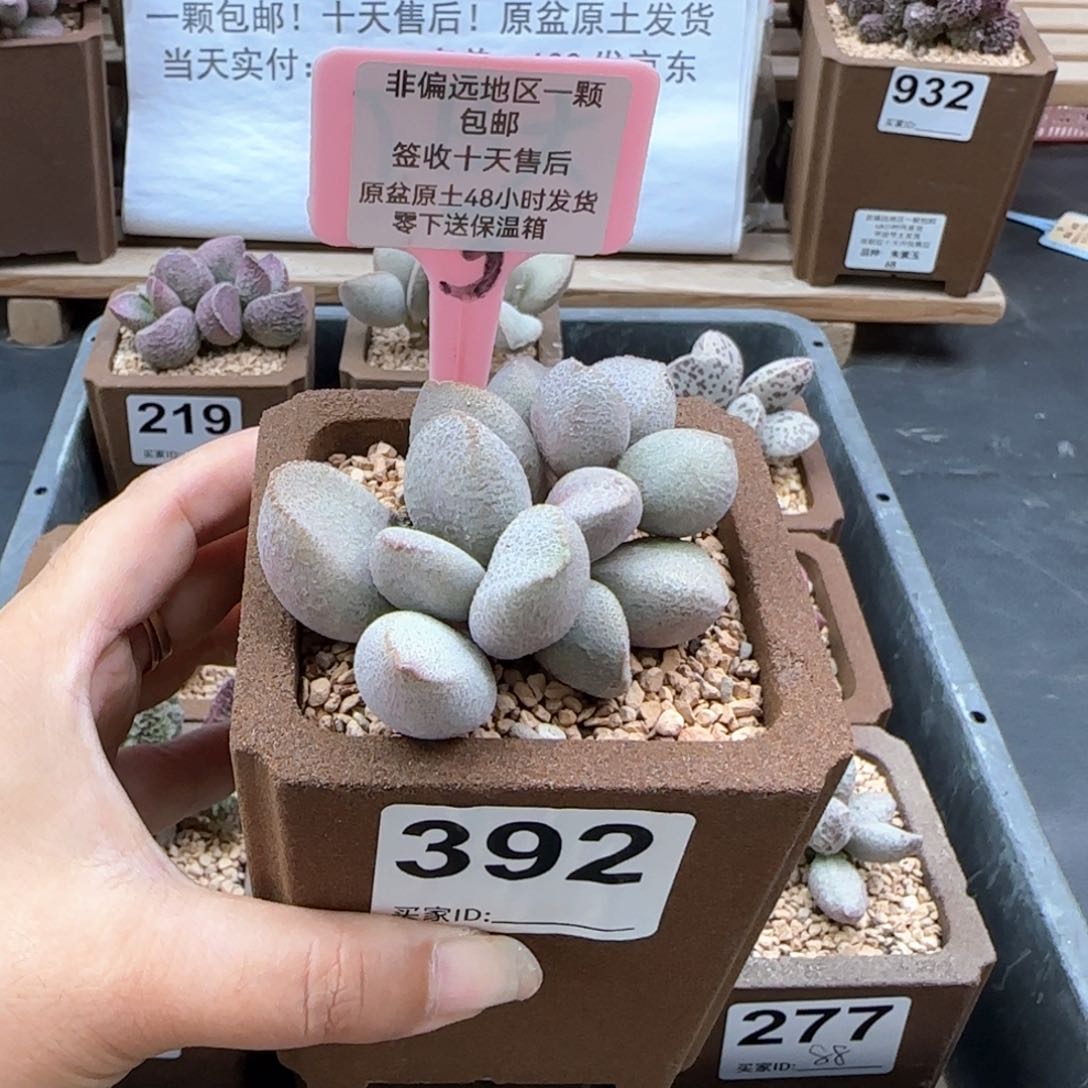 392甜心多肉植物