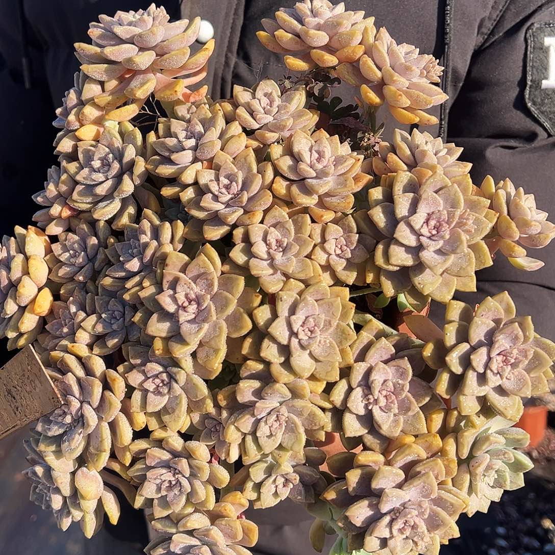 盆栽阿伦培飘枝造型