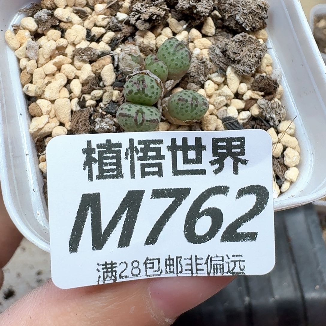 多肉植物的润泽我去