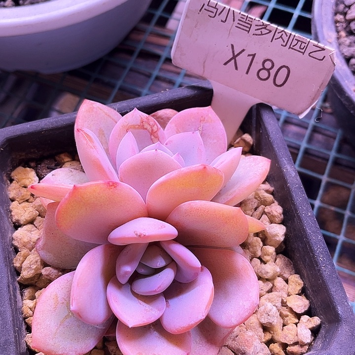 我是第一百位守护神呢打的