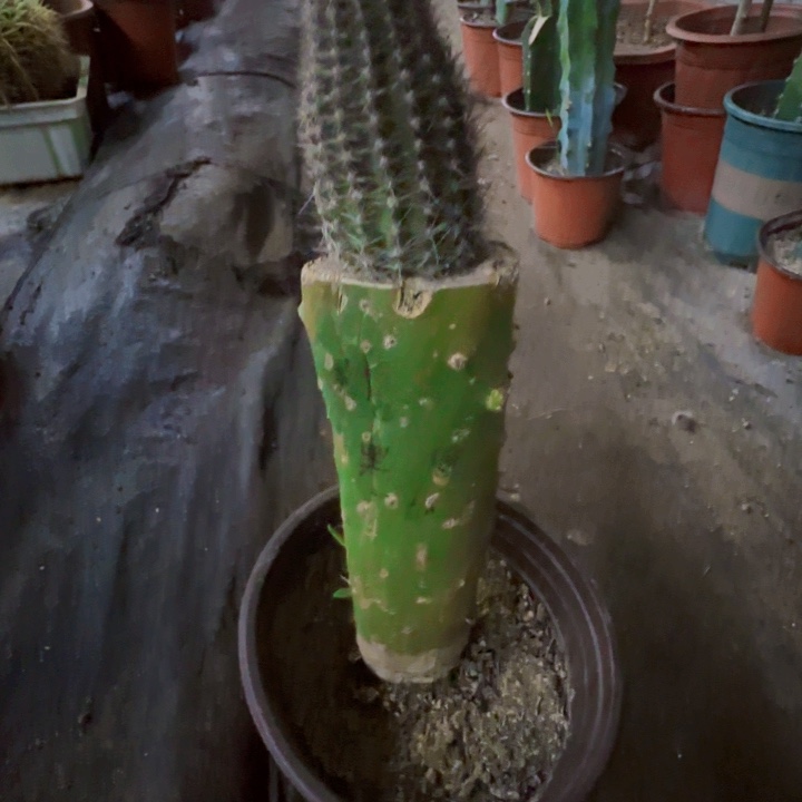 快***生无花朵黄花黑喉……掌接128号