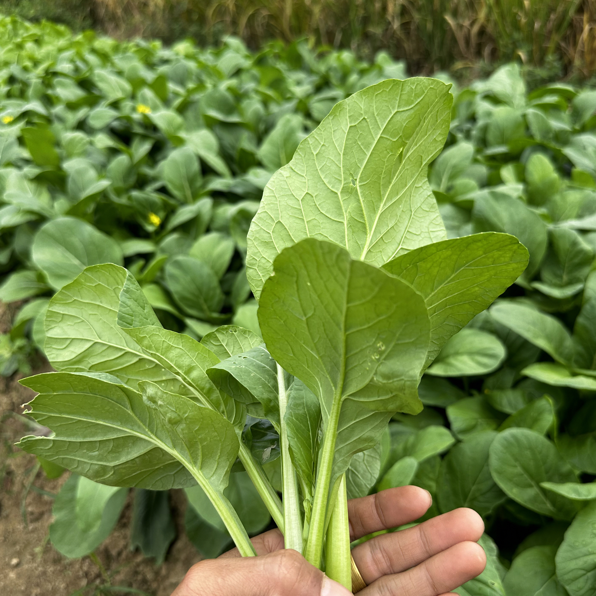 潮汕惠来本地 油菜心 