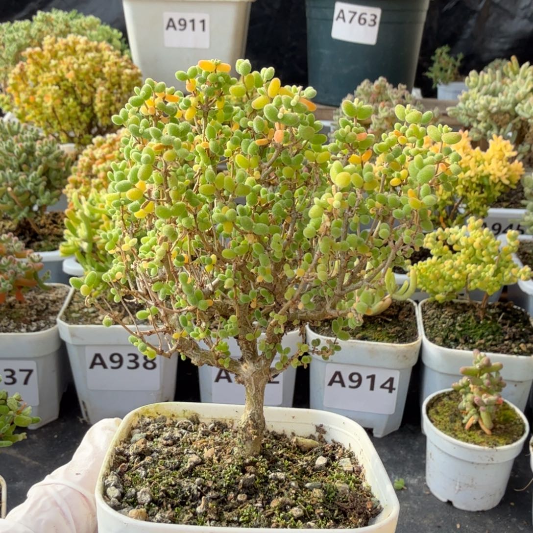 A952米粒老桩大长腿