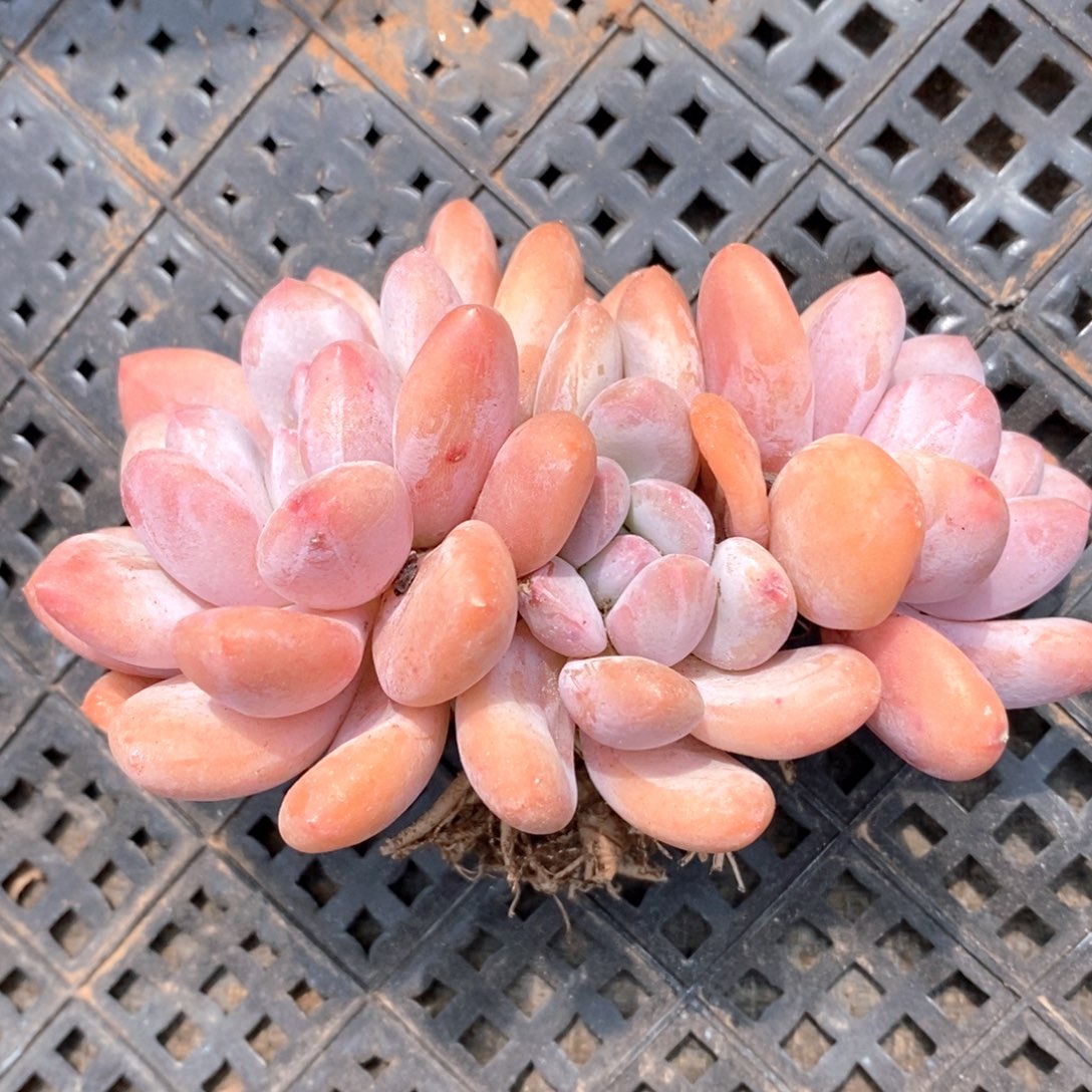 可问主播品种，下滑链接更多品种选择-16