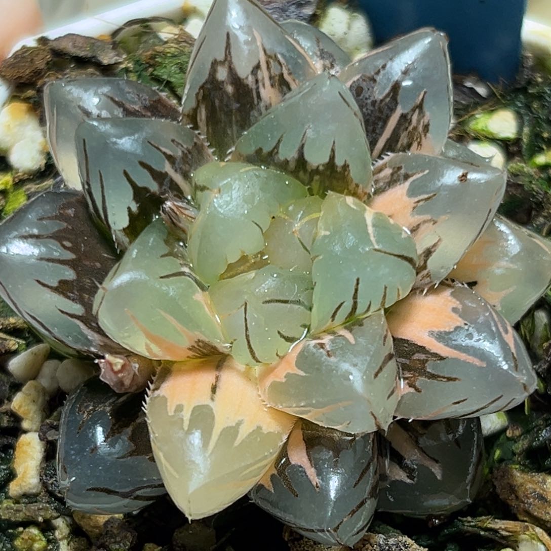 恭喜发财大吉大利0149