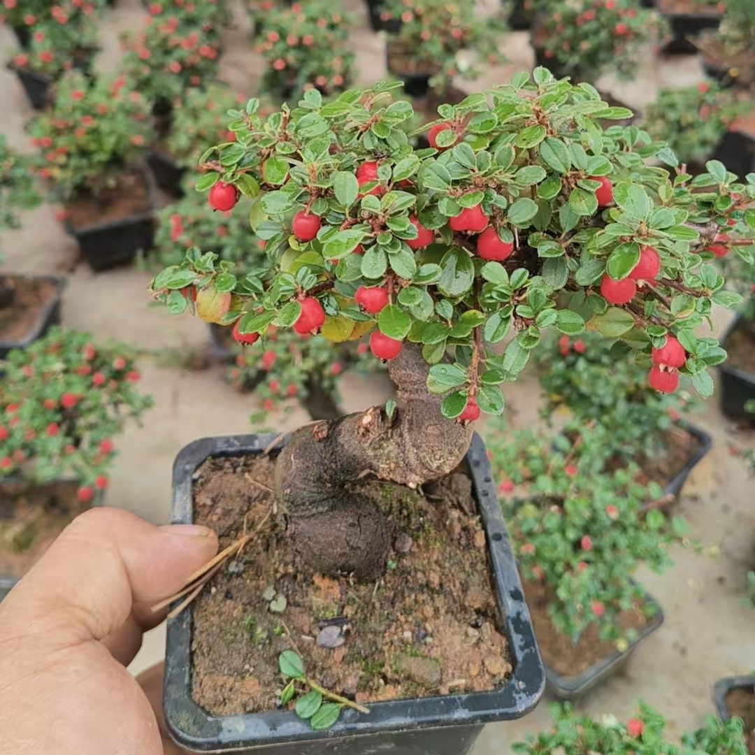 红花大果荀子盆景（9）