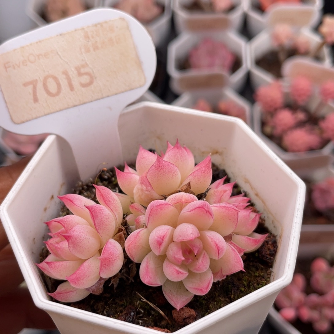 红边女王7015-5.5厘米