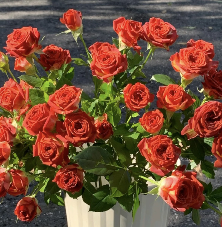 巧克力泡泡复色红切花月季四季开花阳台庭院植物好养盆栽花束地栽