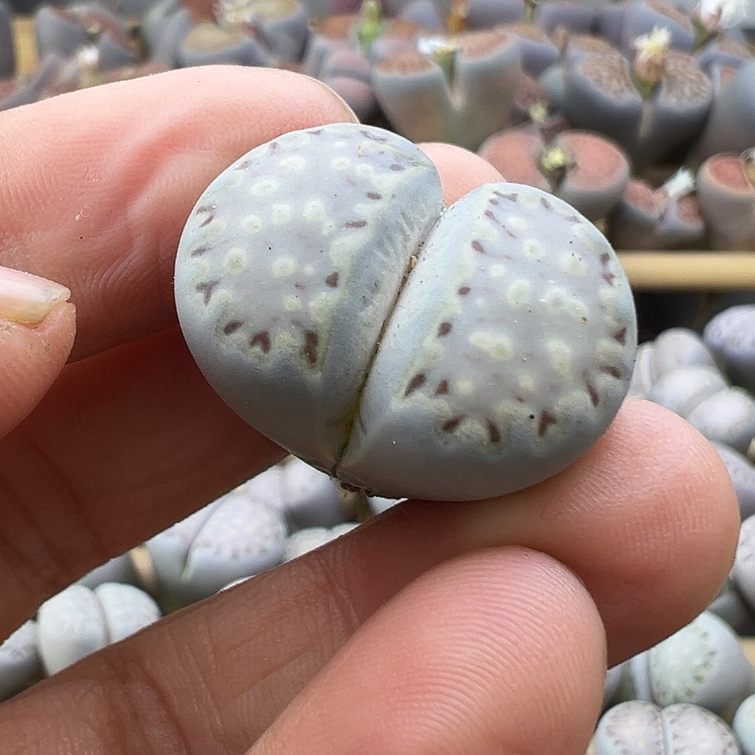 1980 生石花清货福利炸