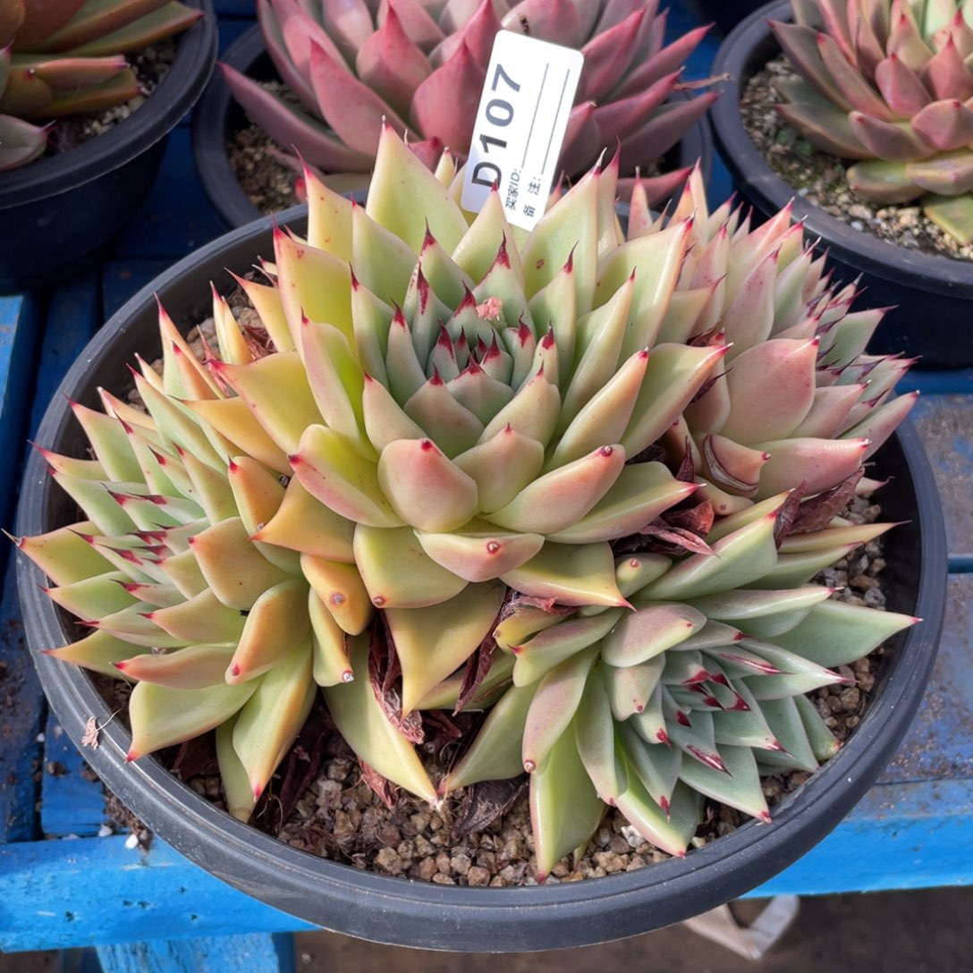 无花朵若如东云单拍D107