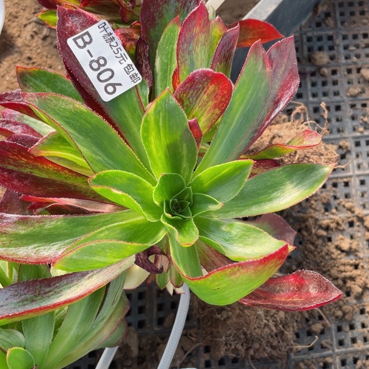 806魅影七彩嫁接不包掉头12345678