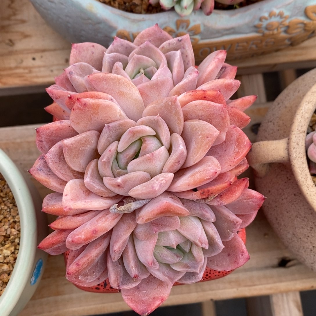 精晶多肉一物一拍不包整36