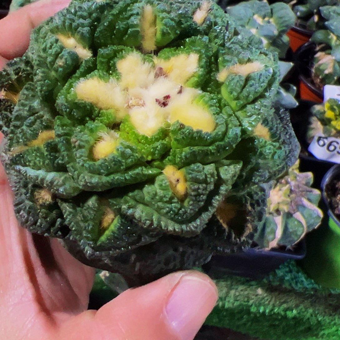 无花朵志贺龟甲辛顿牡丹423