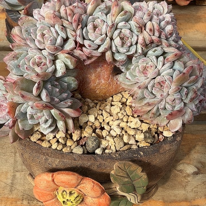 红色溏心冰魄朵朵小树缀