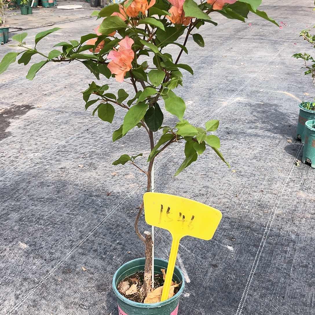 大部分花苞少量开放小***姥1546波妹带竹一颗