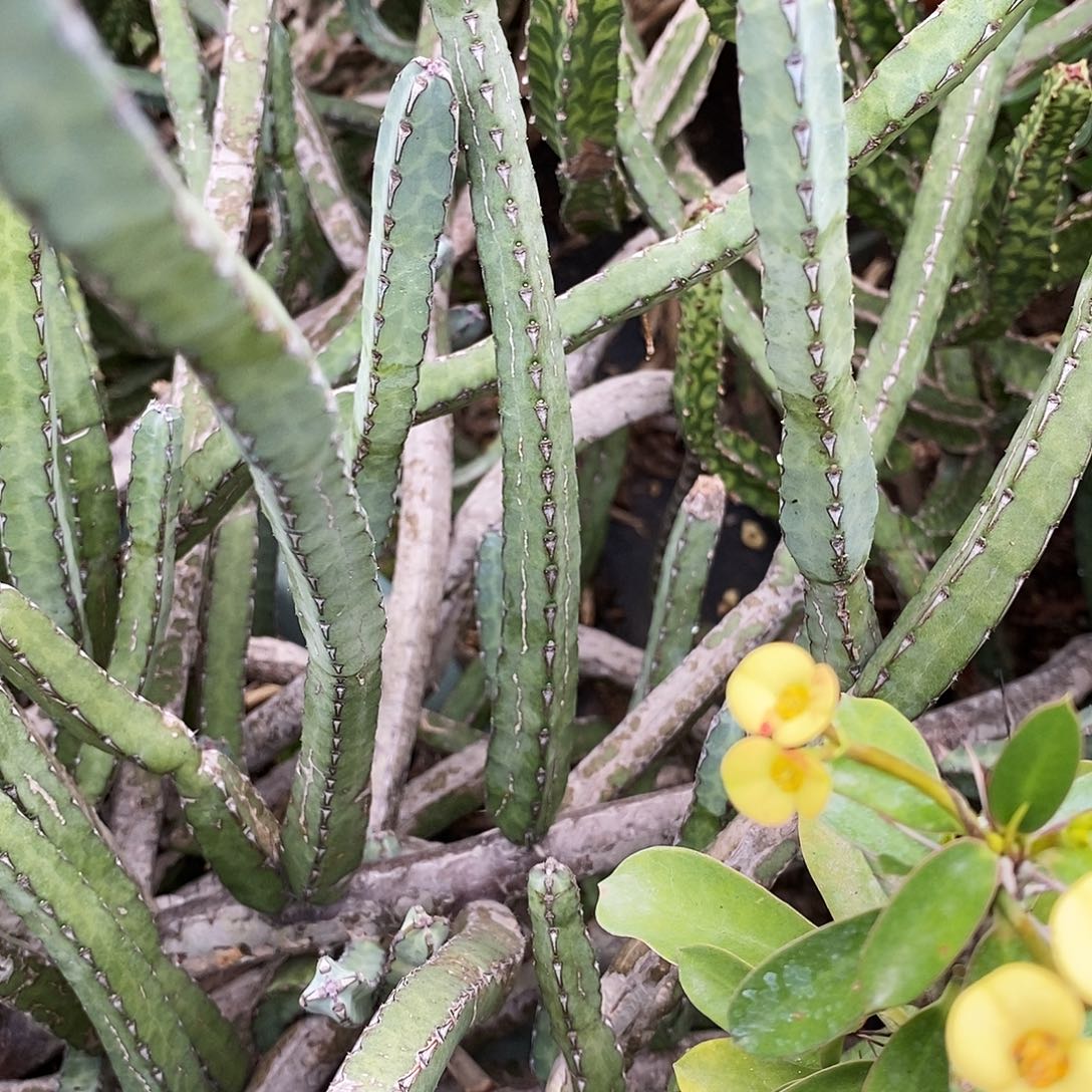 小青蛇鞭柱。高度20公分以上。发3根。 