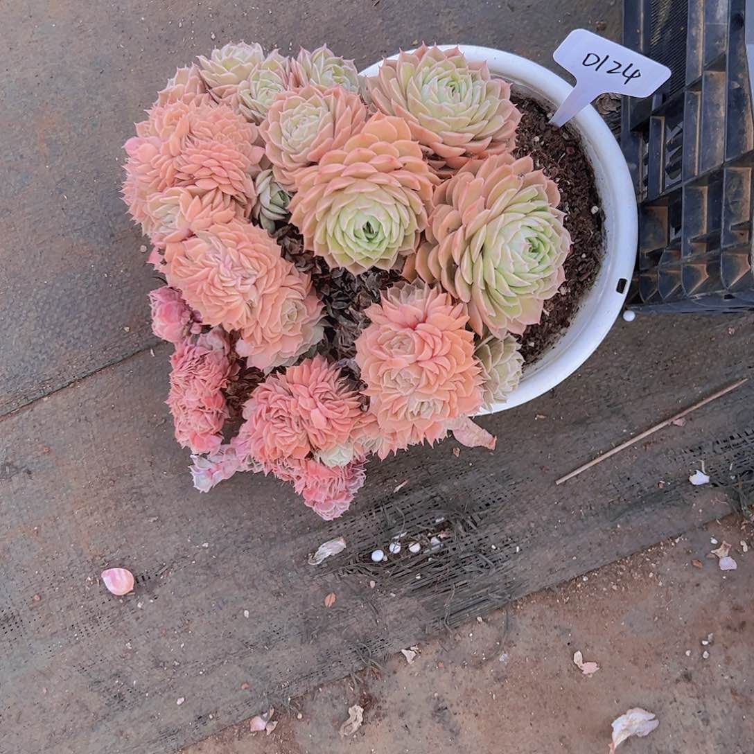 简*爱0124昂斯诺100。。。