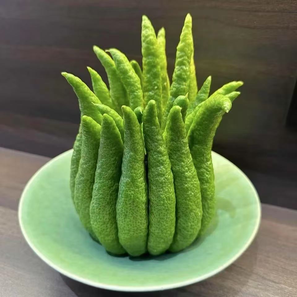 云南昆明基地直发佛手柑天然香氛鲜花客厅家居水培绿植观赏新鲜LL