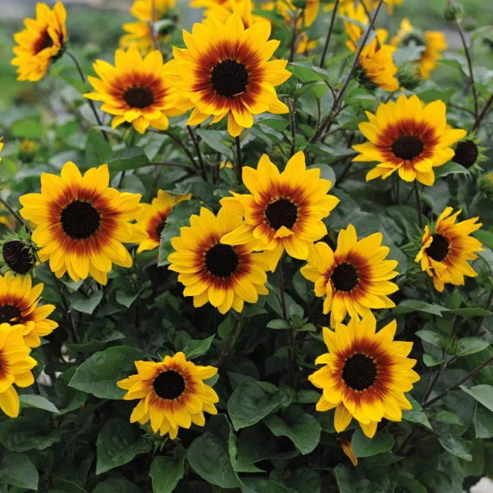 向日葵光辉岁月盆栽庭院花卉四季开花带花苞