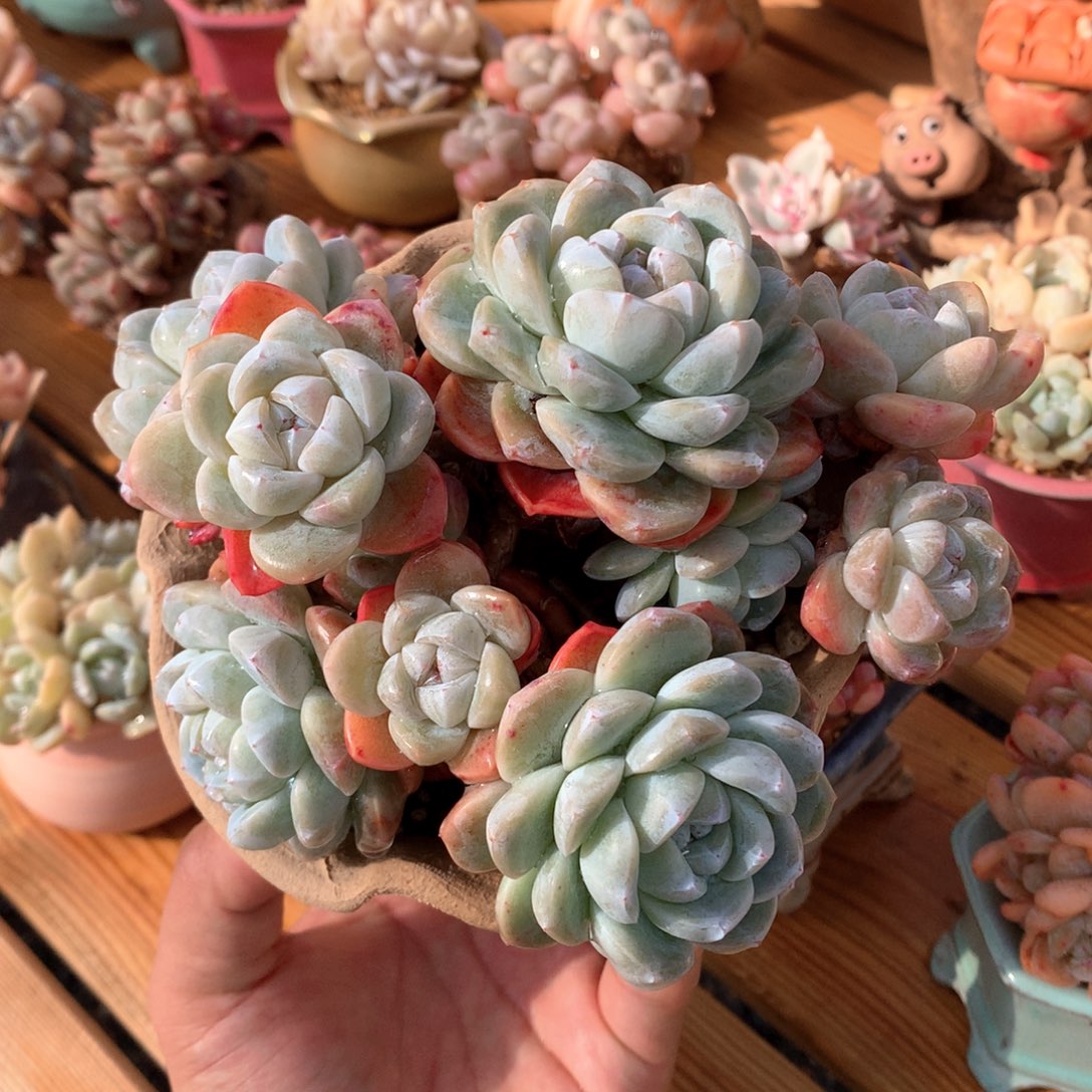 冰玉自然群11头一物一拍