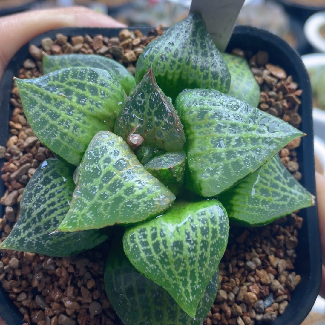 19.十二卷多肉白鲸康平寿。